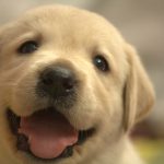 犬